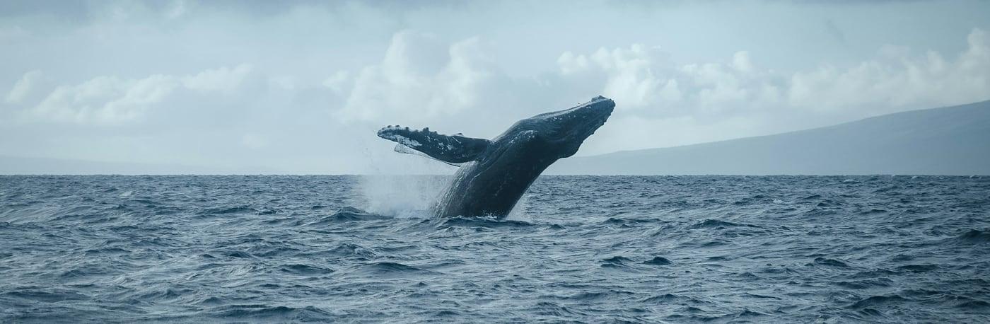 Whale Watching in Waikiki