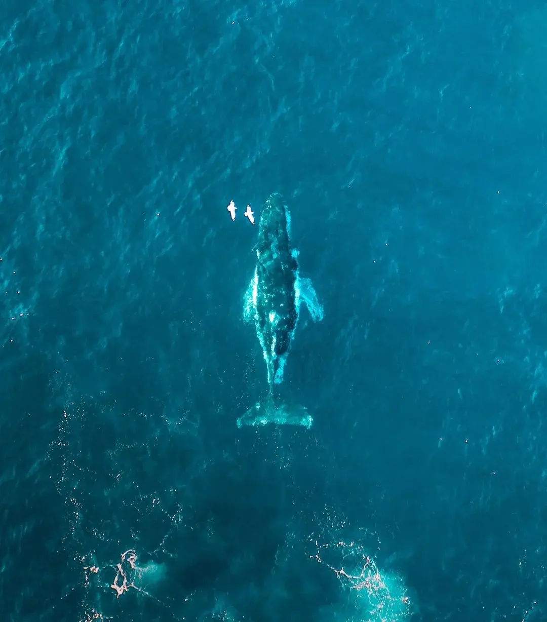 Aerial view of a whale in turquoise Hawaiian waters